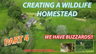 BUILDING A WILDLIFE HOMESTEAD PART 4  THE BUZZARDS HAVE ARRIVED [upl. by Carberry150]