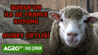 ÎLEDE FRANCE KOYUNU BESLEME VE BAKIMI  ALİBEY ÇİFTLİĞİ  BAŞ ÇOBAN [upl. by Boyce]