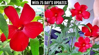 RIGHT Way To Grow amp Care For Rose Mallow Hibiscus [upl. by Nathan]