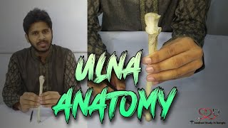 Ulna anatomy in bangla  Parts attachment ossification joints [upl. by Freeman]