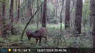 Muntjac Buck [upl. by Henrietta587]