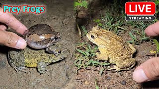 Boing boing catching froggy funny  catch frogs make you laugh [upl. by Mano]