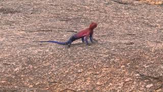 Agama Lizard [upl. by Fulmer]