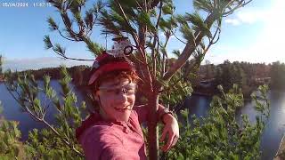 Sick pine tree climb [upl. by Baxy]