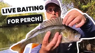 Hooking Huge Perch With Livebait On The River Waveney [upl. by Anniroc]