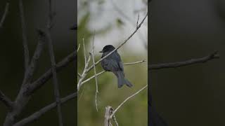 Birds of Sabi Sabi [upl. by Thanasi]