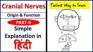 Cranial nerves  Origin and Functions PART 2 simple explanation in Hindi  Bhushan Science [upl. by Dusty408]