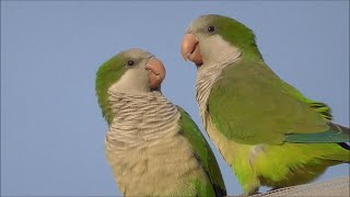 Cotorra argentina Myiopsitta monachus Monk Parakeet [upl. by Aime]