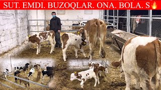 2 TA BOLALI SIMMENTAL SUT EMDI BUZOQLAR😲🏃📞998259999 [upl. by Poppo858]