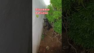 ഉടുമ്പ് പിടിച്ചാൽ വിടില്ലേ🦎 Rescuing a monitor lizard urbanwildlife monitorlizard reptiles [upl. by Adnyl]