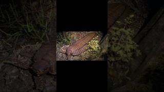 O Arthropleura Trocava de Exoesqueleto dinosaur shorts animals explore curiosidades [upl. by Osrit385]