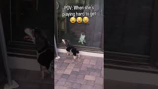 Cat Vs dog Who would win the battle funny cat dog silly lol fight haha comedy humor [upl. by Carmelita]