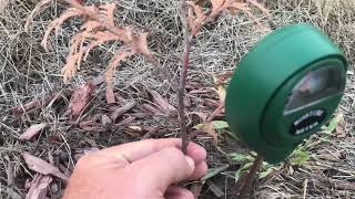 How To Check If Trees amp Plants Are Overwatered Or Underwatered  Checking Soil Moisture [upl. by Aneeled]