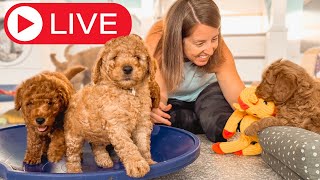 ADORABLE 5 Week Old Goldendoodle Puppies Play and Learn [upl. by Orravan]