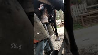 farrrierlife youtube farrierwork farriery farrierforfarriersbyfarriers satisfying [upl. by Malsi]