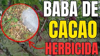 HERBICIDA Orgánico CASERO con BABA de CACAO ¿Realmente Funciona [upl. by Randolph]