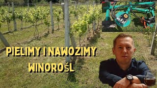 Zakładamy winnicę jak pielić i nawozić winorośl [upl. by Aiam]