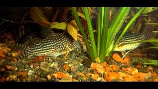 Aquarium Нерест Corydoras sterbae [upl. by Akym772]