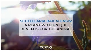 Scutellaria Baicalensis a plant with unique benefits for the animal [upl. by Rugen647]