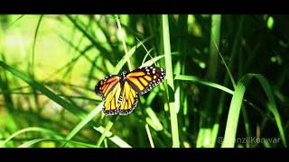 Caterpillar To Butterfly Time Lapse [upl. by Eitsyrk792]