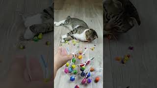 Cat barsik reverse video ASMR cat billi catvideos [upl. by Femi]