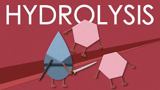 Hydrolysis of carbohydrates [upl. by Haelem]