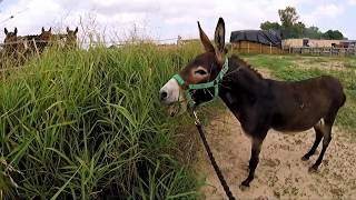 Eeyore the donkey braying  Easy Horse Care Rescue Centre [upl. by Beckerman]