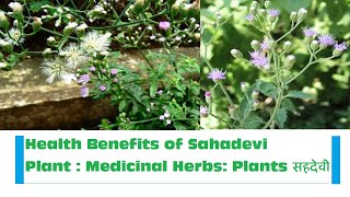 Amazing Health Benefits of Sahadevi plant Vernonia cinerea Medicinal herbs plants सहदेवी [upl. by Nosliw]