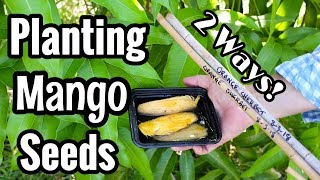 Planting Orange Sherbet Mango Seeds 2 Ways [upl. by Lebatsirhc937]