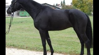 SOLD wwwsporthorsesonlinecom 2010 black Hanoverian Hunter gelding 161 hh [upl. by Reffotsirhc]