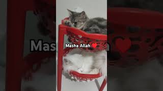 My Matakali😺candy❤️oreo😻cat shortsviral feline meow catloverLionkingb4eplease subscribe4 [upl. by Ruvolo]