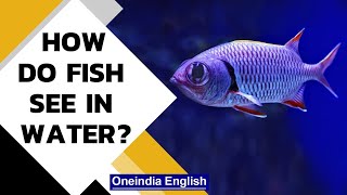 Fish vision underwater How does underwater world look to them  Oneindia News [upl. by Camile984]