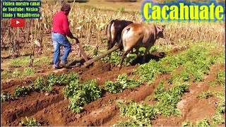 🍇 Asi se Cultiva el CACAHUATE en la Mixteca Oaxaca 🌾 [upl. by Enahsal273]