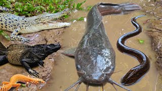 Tangkap ikan lele besar dalam lubang ikan hias ikan koi ikan mas gurame kurakura buaya belut [upl. by Heti]