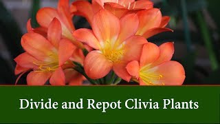 How to Divide and Repot Clivia Plants [upl. by Lleinad863]