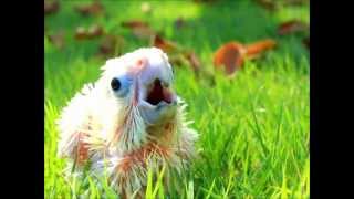 Mali the baby goffin cockatoo is a screamer [upl. by Neerom]