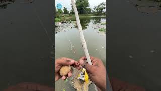 Best Carp Bait Choices A Beginners Guide Part2 fishing fishingvideo hookfishing shorts [upl. by Kcirreg]