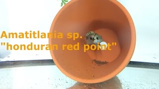 Amatitlania sp quotHonduran Red Pointquot [upl. by Llehcram]