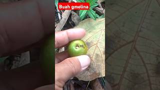 MENGENAL BUAH GMELINA Gmelina arborea [upl. by Hiller242]