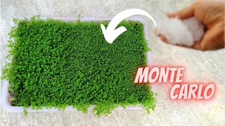 How to grow Monte Carlo Emersed step by step  Micranthemum tweediei farming  Aquatic plant farm [upl. by Yorle345]