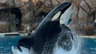 Orca Encounter Makani gate play Nov 8 2023  SW San Diego [upl. by Iroj]