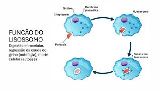 LISOSSOMOS E PEROXISSOMOS [upl. by Anayik]