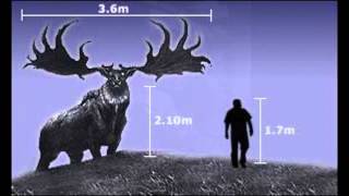 Fisherian Runaway The Tale of the Irish Elk and the Human Male [upl. by Wynny]