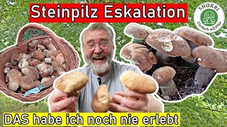 Steinpilze Eskalation  DAS habe ich noch nie erlebt  Die Sommersteinis sind wieder da [upl. by Eugenle798]