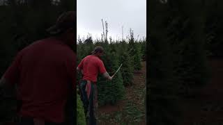 Así se podas los pinos de navidad  Puro OREGON [upl. by Seely343]