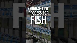 Quarantine Tank  Our Quarantine Process Coffee with Flip☕  Aquarium Podcast [upl. by Netsirk]