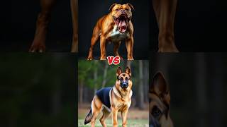 PitBull vs German Shepherd👿 Fight shorts trending [upl. by Rothberg]