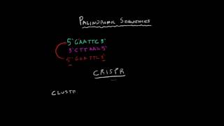 Palindromic Sequences [upl. by Anilef]