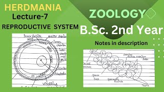 Reproductive system in Herdmania BScZoology  Full notes in Description [upl. by Utimer]