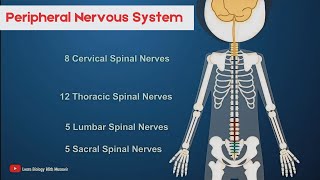 Peripheral Nervous System  Short intro [upl. by Madonia]